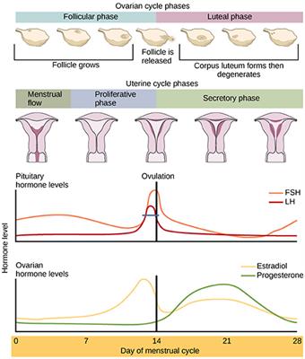 Menstrual Cycle Phase, Hormonal Contraception, and Alcohol Consumption in Premenopausal Females: A Systematic Review